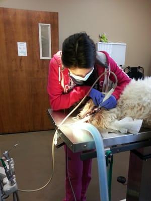 A dental procedure being performed on a dog.