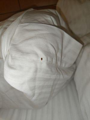 Woke up to Bed Bugs biting my neck and back @ 1:00am   DO NOT BOOK THIS HOTEL‼‼