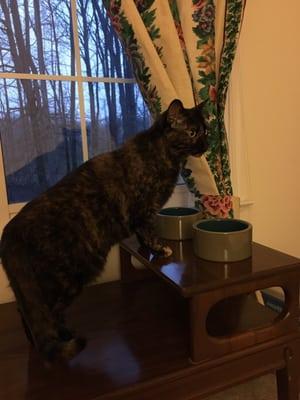 Checking out her food dish. The kitties ate and used the litter box already.