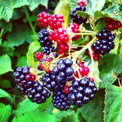 Blackberries.