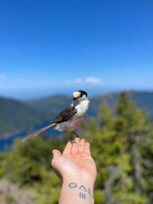 Friendly birds at the top