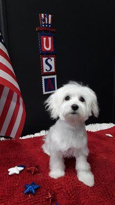 Our dog after his grooming. They did great for his first grooming. Thank you...