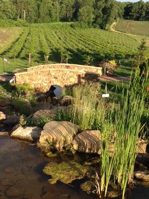 Charming stone bridge with rolling vineyard in back drop