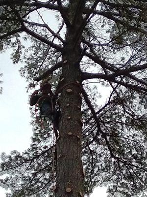 White Pine removal just outside of Bayfield Wisconsin.  We are new to the Bayfield area and look forward to meeting you this spring.