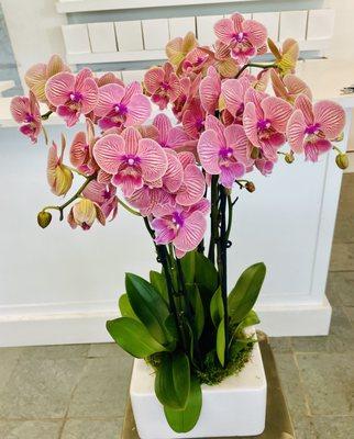 Orchids