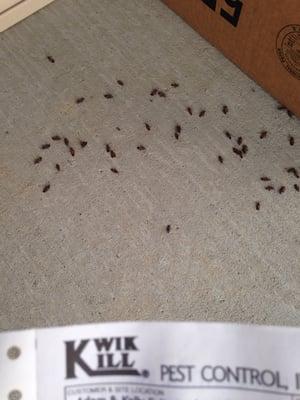 I no longer have black and red bugs crawling all over the siding of my house! Thank you Kwik Kill!