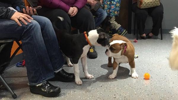 Tiny Tails Small Dog & Puppy Playgroup in Blaine!