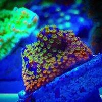 Rainbow Montipora