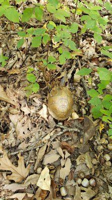 Box Turtle