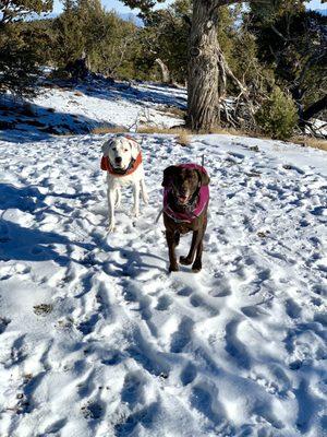 Hiking Buddies