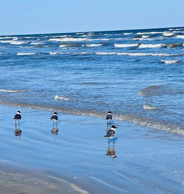 Waves and gulls