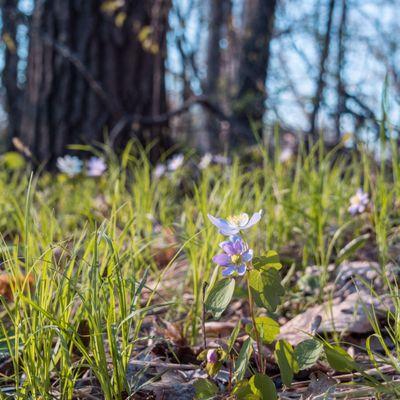 Wildflowers on walking path. (c) imnawang