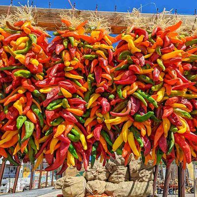 multicolored chile ristras coming off a truck from Hatch, New Mexico