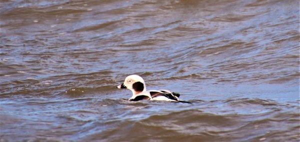 Long tailed duck