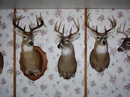 Heads & Tails Taxidermy