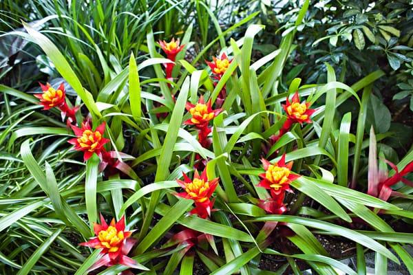 Bromeliads