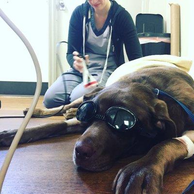 Sam, a technician at Animal Hospital Maple Orchard, is performing laser therapy after a TPLO surgery with Dr Guild from tearing his CCL.