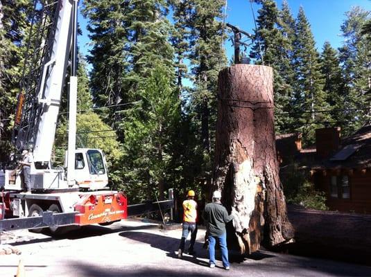 Rotted but log of an old west shore pine being removed with a crane.