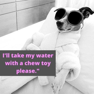 Here's the 2nd social media post in our campaign for a local pet grooming company. "Chew Toy"