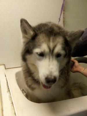 This is a Siberian husky she's awsum come see us CARLEYS TROPICAL TAILS GROOMING