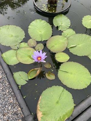 water lily!! beautiful :)