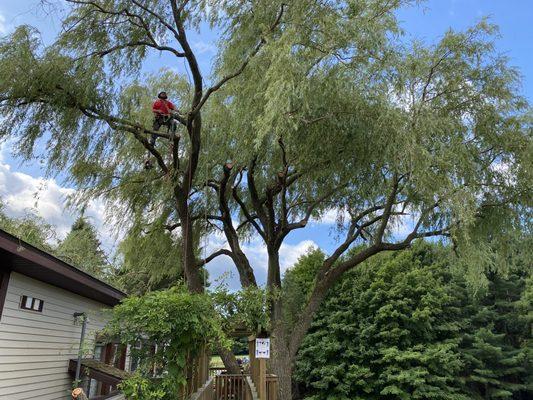 Not all tree can be accessible by a lift. We have you covered regardless of the trees location or size.