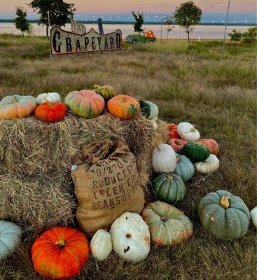 Open until 9 o'clock PM They even have a Pumpkin Trail through the woods.