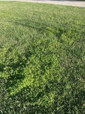 Weeds over running the yard