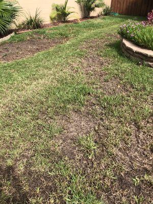 My entire lawn was beautiful a year ago but after premium service it is mostly dead or dying.