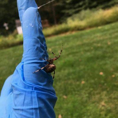 Garden Orb-Weaver Spider found by Technician Kenton