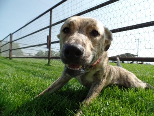 Daycare at Happy Tails Lodge