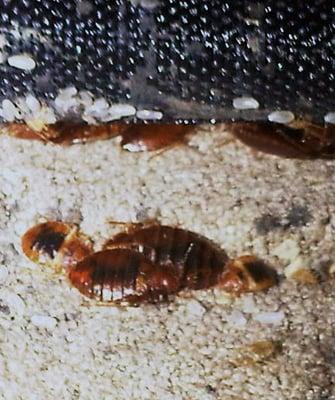 BED BUGS AND EGGS DETECTED UNDERNEATH SOFA BY ELMER