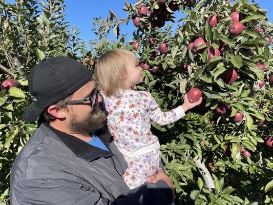 Apple picking!