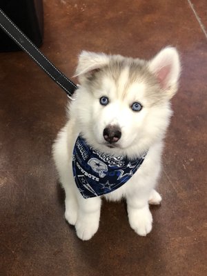 Shiiloh in his new BOL Cowboys Bandana