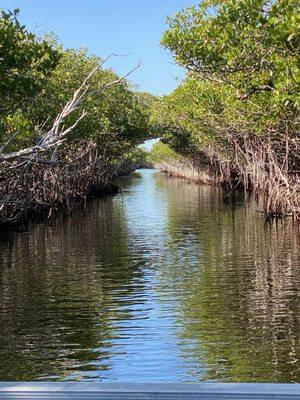 Lots of mangrove canals