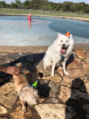 Doggie pool