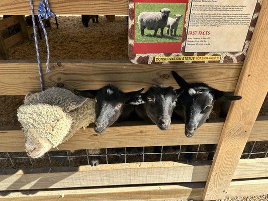 A sheep (as indicated by the sign) and some adorable goats.