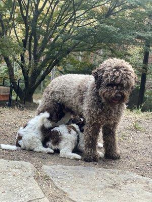 Eva and pups