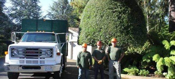 Guastucci Tree Service