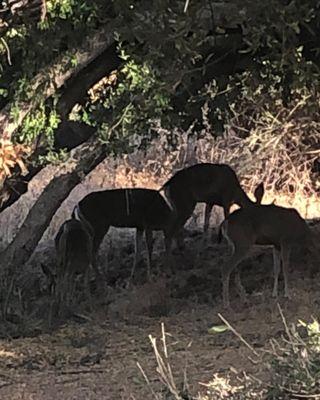 Families of deer so friendly & all around!