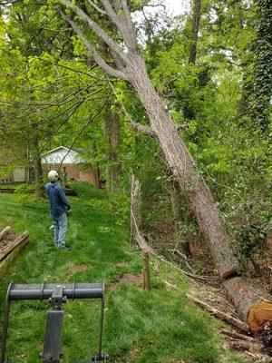 Big tree fell and got hung up in other trees.