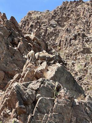 Big horn sheep