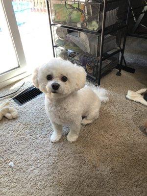 Ruby, 2-year-old Maltipoo