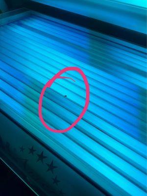 Fly that would not leave the tanning bed