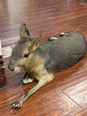 Patagonian Mara