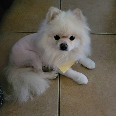 Lions cut with fluffy tail. Cute 15 year old Pomeranian