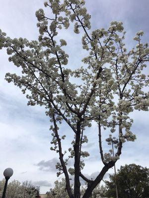 Beautiful blooms in March.