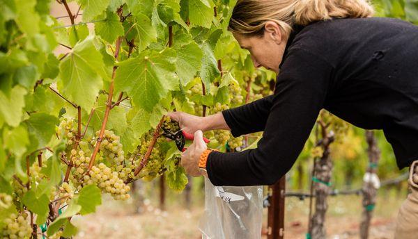 Associate Winemaker Julie Cooper