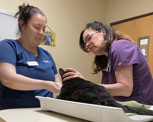 The fabulous Dr. Sanborn and vet tech Dakota attending to Tom Cat, who is having a bout of pancreatitis.