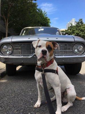 Belle, looking cool in front of a classic car we found on our walk!